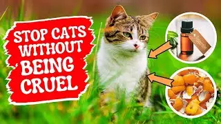 🐱 5 проверенных способов не пускать кошек на ваш двор &mdash; быстро и гуманно!