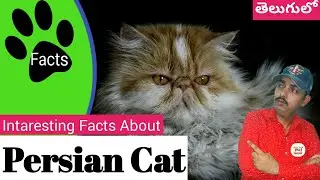 Interesting Facts About Persian Cats In Telugu || Topic Mojo Facts ||