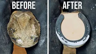 Satisfying Horse Hoof Cleaning and Restoration - Left Forefoot #1 | ASMR CRAFTSMEN