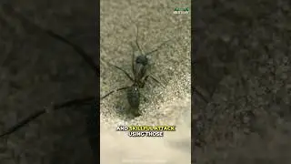 Antlion | Главный архитектор смертельной ловушки