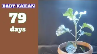 Growing Baby Kailan for 97 days - Timelapse