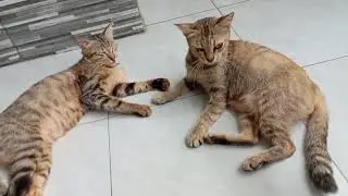 Расслабляющий кот #funnyanimal #cutecat