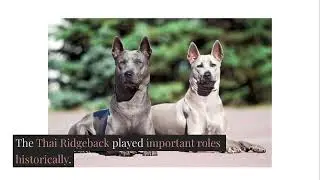 Thai Ridgeback | Rare Ancient Guardian with a Ridge of Power #thairidgeback #raredogbreed