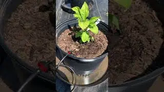 4 gph drip emitter.