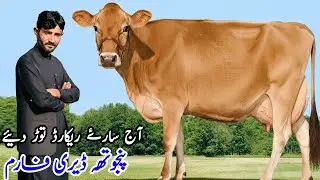 Punjotha Dairy farm | Jersey Cows for sale | Khangar Cows top Class Australian Cows