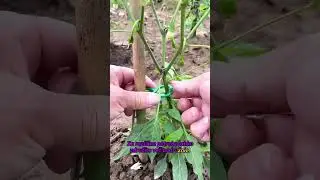 🍇【2000 KOSOV】🌱 Pritrdilna sponka v obliki 8, primerna za vzpenjavke in vezice za trto