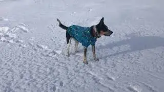 Australian cattle dogs First time to Mcgregor lk since freeze up