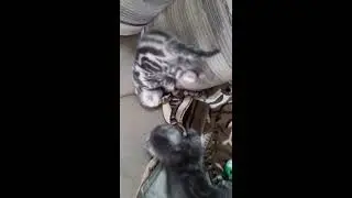 Шотландская порода