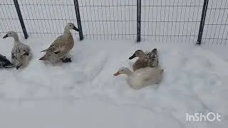 Silly ducks!