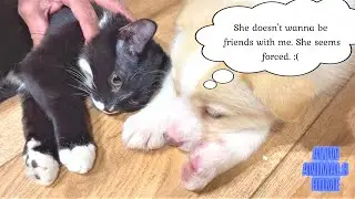Introducing A New Puppy To Our Cat!