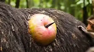 Mysterious bear health 🤢 very bad help  monkey monkey help 🐻 are very good 