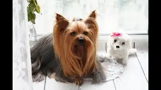 Yorkie Care 101: Essential Tips for New Pet Owners