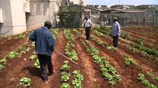 חדר החדשות - גינה אתיופית ביפו ד