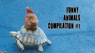 Funny Animals Compilation #1