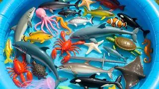 OCEAN ANIMALS: NAMES & FACTS WITH TOYS! AMAZING SEA CREATURES: TOY LEARNING FOR PRESCHOOLERS