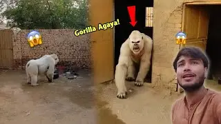 Hamare Ghar me Gorilla Agaya 🦍😱 | Bigfoot  Ne Attack Kar Diya Hum Par 😨