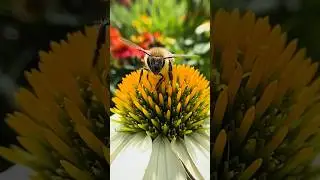 🐝Bee Adventures: Pollination and Flight on Coneflowers 🐝 | Tiny Nature Discoveries