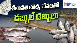 శీలావతి బొచ్చ  చేపలతో డబ్బులే డబ్బులు | Fish Farming in Telugu - How to Start Fish Farming?