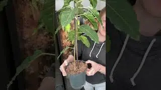 Ficus aspera variegata: Meine neue Pflanze f&uuml;r nur 8&euro;! 🌿✨