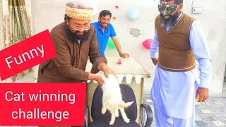 funny cat winning challenge| bottle flip video game