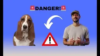 ✅BRAIN TRAINING WORKS ?🚨CAREFUL!🚨 BRAIN TRAINING FOR DOGS✅