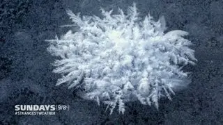 Strangest Weather On Earth:  Arctic Blooms!