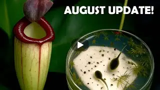 Massive Nepenthes Leaves, Stunning Pitchers & Amazon Milk Frog Eggs!