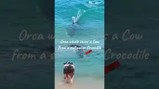 🐋 Orca menyelamatkan seekor 🐄 Sapi dari 🐊 Buaya air asin