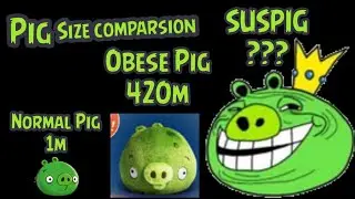Pig size comparsion