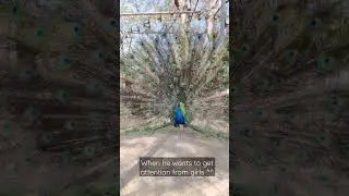 When peafowl wants to get girls attention! #peafowl  #peacock #performance