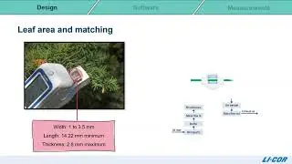 Measuring Conductance and Fluorescence of Narrow Leaves and Needles
