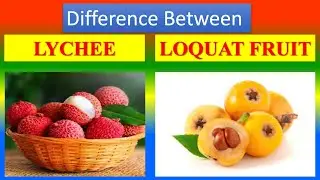Differences Between Medical And Health Benefits Of Lychee And Loquat fruit