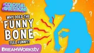 What's So Funny About The Funny Bone? | COLOSSAL QUESTIONS