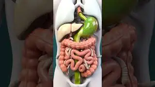 Human Digestive Animation | Parasites in Intestines | 3D Medical Art