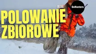 Polowanie ZBIOROWE na dziki i jelenie. Driven hunt | GoHunters