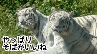 シロップママ、ツキちゃん、シグレくん　みんな集まるシーンです【伊豆アニマルキングダム】Syrup Tsuki Shigure Izu Animal Kingdom 