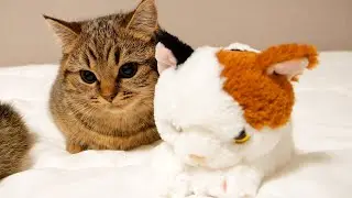 Cute reaction of cats when they see a kitten they don't know sleeping on their bed