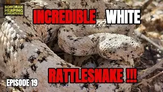 White Rattlesnakes in Arizona? Herping for Specked Rattlesnakes - Ep 19