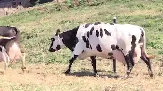 Dairy cattle farming. Pedigree cows
