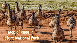 Epic emus encounter caught on camera | Sturt National Park, NSW, Australia