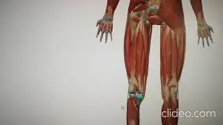 Estiramiento dinámico isquiotibiales