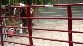 Horse Breaking