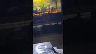 Fish swimming 