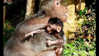WOW ! Little Timo just 3days want leave mother to walk| Why Tima cry while hug Timo in chest.