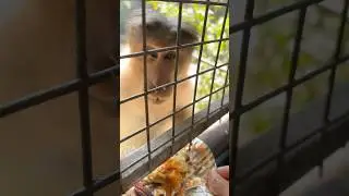 Talking with monkey in munnar #chennai #explore #likeandsubscribe #vlog #vlogger #viralreels