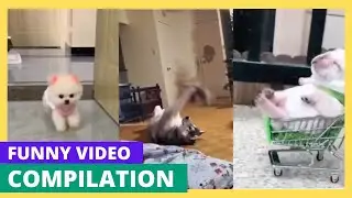 Funny Animals Compilation Videos Funny Dogs And Cats Try Not To Laugh Challenge @funnycutebabyanimals