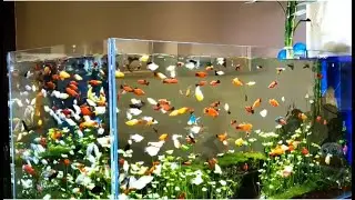 Amazing beautiful Aquarium Setup Tank: Betta Fish, Gold fish, and Koi Fish, Guppy Fish#457