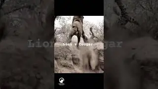 Лев загоняет леопарда в угол, но дерево ломается! 🤯