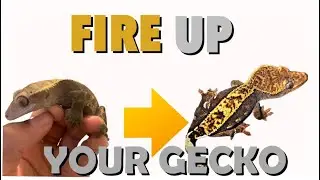 How To Fire Up Your Crested Gecko Fast And Easy!