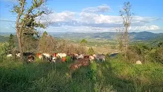 SÍTIO COM APTIDÃO PARA GADO CAFÉ UVAS E VINÍCOLA COM CASTELINHO SUÍÇO COM 11 SUÍTES E LINDA VISTA